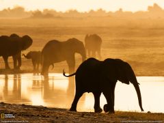 Tapeta National Geographic 551.jpg
